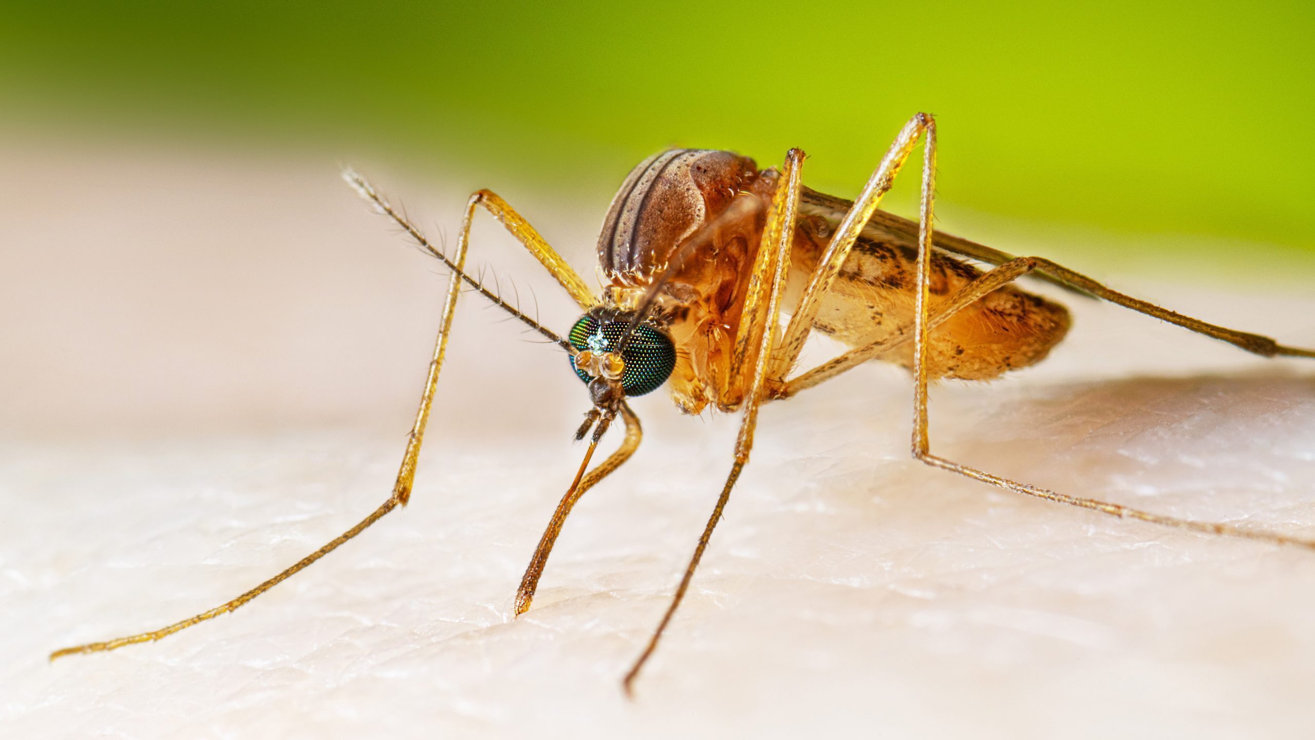 ไข้สมองอักเสบเจอี (Japanese Encephalitis) ภัยเงียบจากยุงในพื้นที่เกษตร และฟาร์มที่ไม่ควรมองข้าม